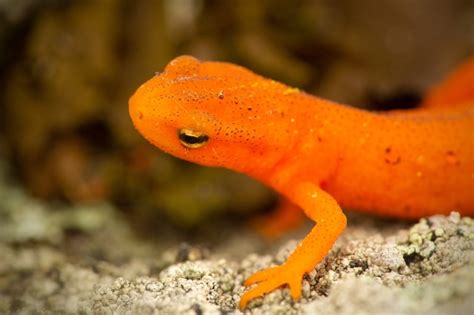 Salamanders .